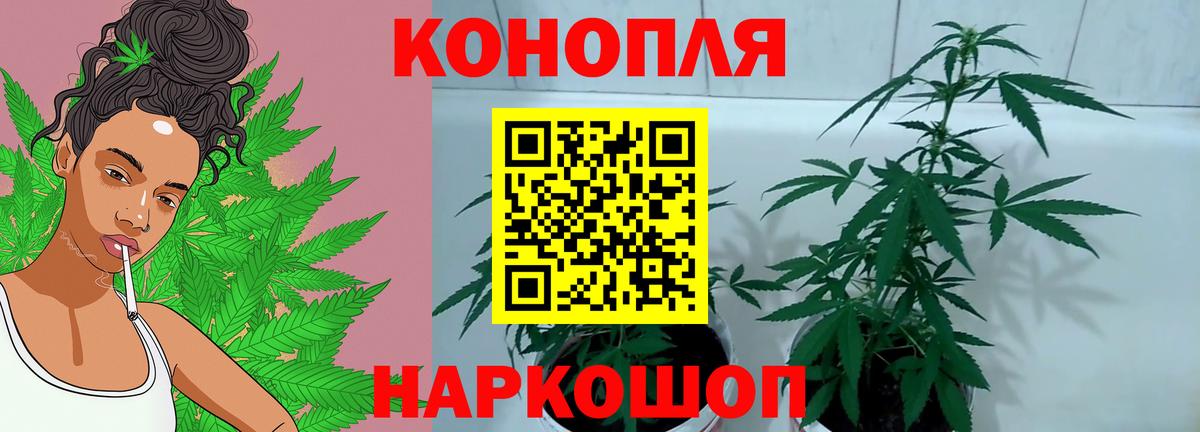 Бошки Шишки планчик Выкса